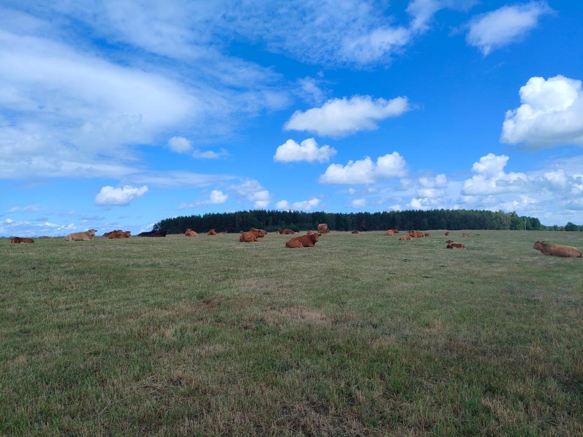 Pensjonat Agrogospodarstwo HALINA ŁUC Sasino Zewnętrze zdjęcie